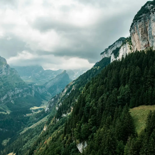 View of a mountain valley covered with green grass and forest.